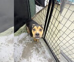 Small Photo #4 Bulldog-Unknown Mix Puppy For Sale in Osgood, IN, USA