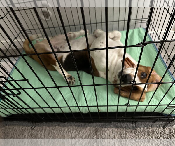 Medium Photo #5 Basset Hound Puppy For Sale in Petaluma, CA, USA