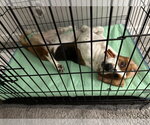 Small #4 Basset Hound