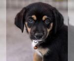 Small #2 Chihuahua Mix