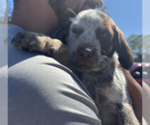 Small #3 Mutt
