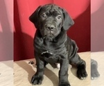Small Photo #43 Cane Corso Puppy For Sale in COTTAGE GROVE, OR, USA