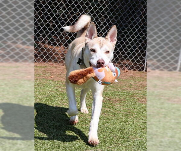 Medium Photo #3 Siberian Husky-Unknown Mix Puppy For Sale in Rockaway, NJ, USA
