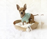 Small #7 Chihuahua