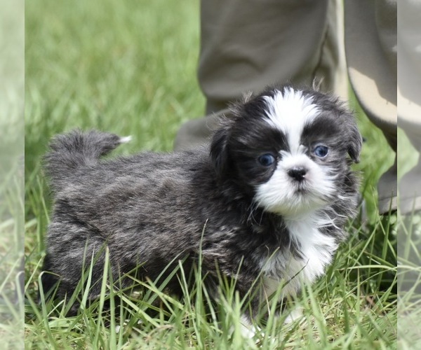 Medium Photo #7 Shih Tzu Puppy For Sale in PALM COAST, FL, USA