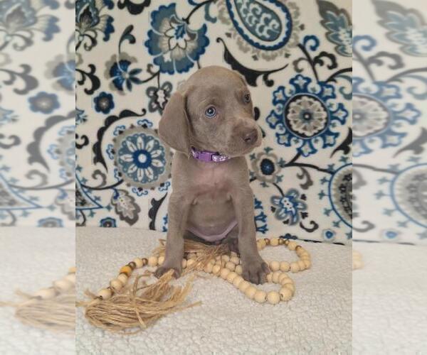 Medium Photo #2 Weimaraner Puppy For Sale in LEWISBURG, KY, USA