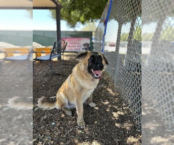 Medium Photo #2 Anatolian Shepherd-Unknown Mix Puppy For Sale in Visalia, CA, USA