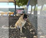 Small #1 Anatolian Shepherd Mix