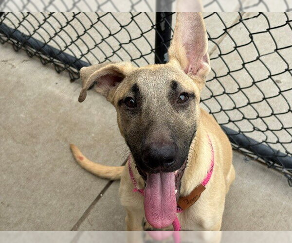 Medium Photo #3 German Shepherd Dog-Unknown Mix Puppy For Sale in Tulsa, OK, USA