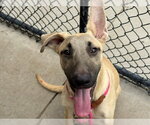 Small #2 German Shepherd Dog Mix
