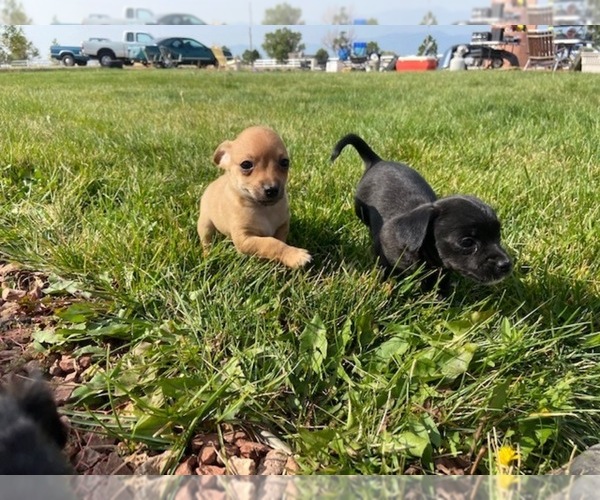 Medium Photo #3 Wapoo Puppy For Sale in COLORADO SPGS, CO, USA