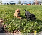 Small Photo #3 Wapoo Puppy For Sale in COLORADO SPGS, CO, USA