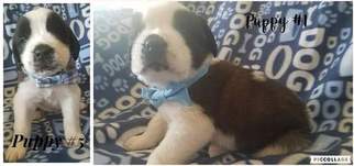 Saint Bernard Puppy for sale in MOUND, MN, USA