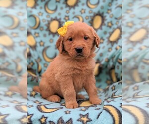 Golden Retriever Puppy for sale in NARVON, PA, USA
