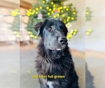 Small #6 Belgian Sheepdog-Great Pyrenees Mix