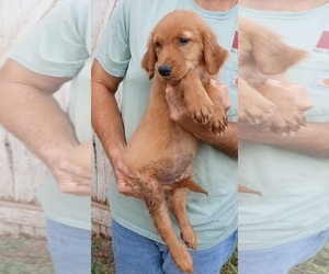 Golden Retriever Puppy for sale in MOUNT SOLON, VA, USA