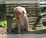 Puppy Razzle Golden Retriever