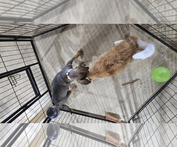Medium Photo #5 German Shepherd Dog-Unknown Mix Puppy For Sale in Centreville, VA, USA