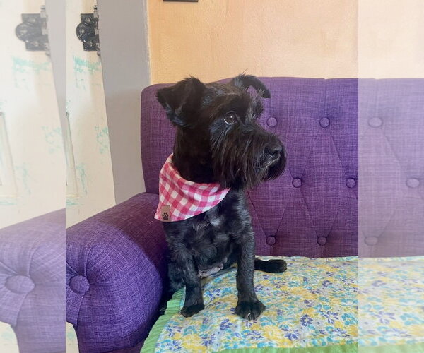 Medium Photo #2 Mutt Puppy For Sale in Rockaway, NJ, USA