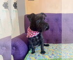 Small #1 Mutt