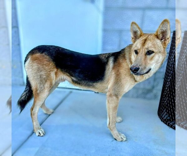 Medium Photo #3 German Shepherd Dog Puppy For Sale in columbia, SC, USA