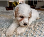 Small Photo #63 Goldendoodle (Miniature) Puppy For Sale in PENSACOLA, FL, USA