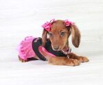 Small Photo #2 Dachshund Puppy For Sale in LAS VEGAS, NV, USA