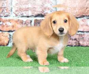 Dachshund Puppy for sale in BEL AIR, MD, USA