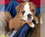 Puppy Kash English Bulldog