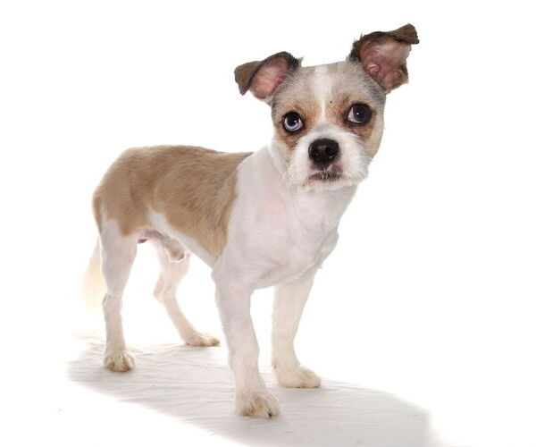 Medium Photo #3 ShiChi Puppy For Sale in Oakland Park, FL, USA