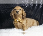 Small Photo #4 Dachshund Puppy For Sale in WARSAW, IN, USA