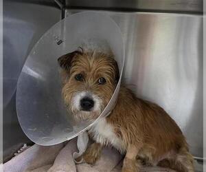 Mutt Dogs for adoption in San Antonio, TX, USA