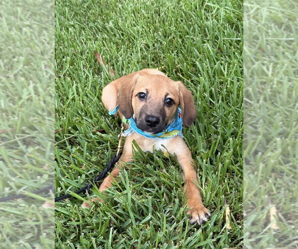Medium Photo #5 Mutt Puppy For Sale in San Leon, TX, USA