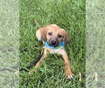 Small #4 Mutt