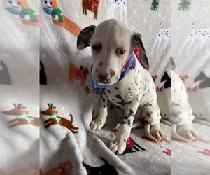 Dalmatian Puppy for sale in LANCASTER, PA, USA