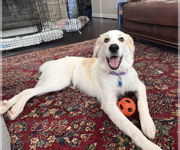 Medium Photo #2 Great Pyrenees-Unknown Mix Puppy For Sale in Dallas, TX, USA