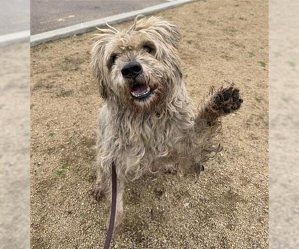 Medium Photo #1 Miniature Schnauzer-Poodle (Miniature) Mix Puppy For Sale in Chula Vista, CA, USA