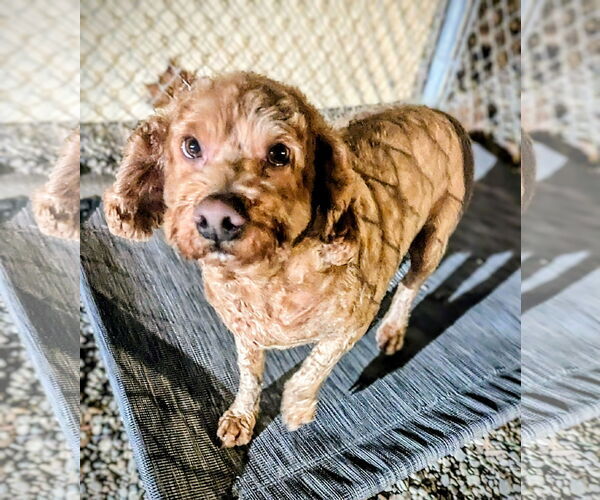 Medium Photo #1 Mutt Puppy For Sale in Emmett, ID, USA