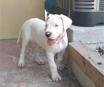 Small #2 Dogo Argentino