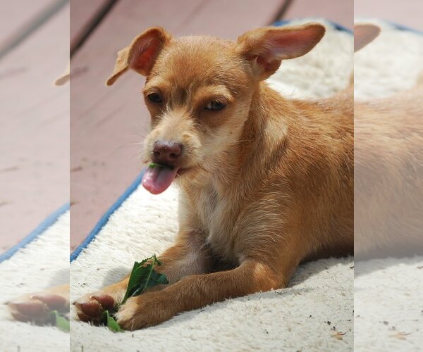 Medium Photo #10 Chihuahua-Unknown Mix Puppy For Sale in Spring, TX, USA