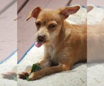 Small Photo #10 Chihuahua-Unknown Mix Puppy For Sale in Spring, TX, USA