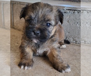 Shorkie Tzu Puppy for sale in PLACITAS, NM, USA