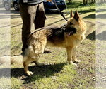 Small #5 German Shepherd Dog