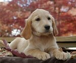 Small Photo #4 Golden Irish Puppy For Sale in SALEM, MO, USA