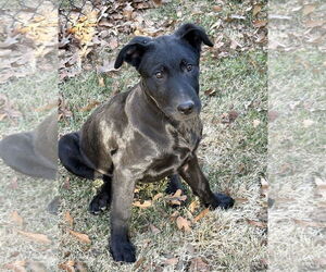 Labrador Retriever-Unknown Mix Dogs for adoption in Rockaway, NJ, USA