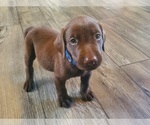 Puppy Blue male Labrador Retriever