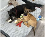 Small #10 Shepradors