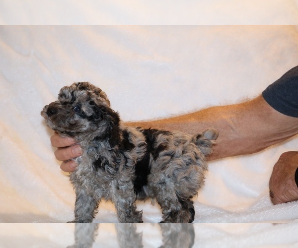 Medium Photo #9 Poodle (Toy) Puppy For Sale in DYERSBURG, TN, USA