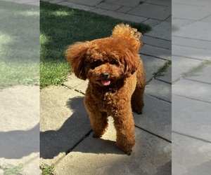 Father of the YorkiePoo puppies born on 05/02/2025