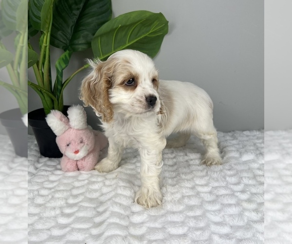 Medium Photo #5 Cocker Spaniel Puppy For Sale in FRANKLIN, IN, USA